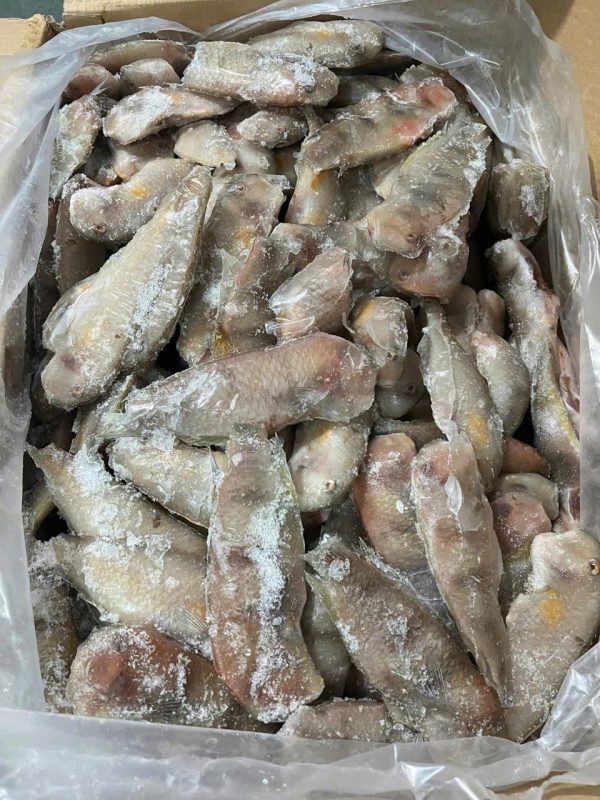 Cá Mèo Lớn – Kho lạnh sỉ Dĩ An
