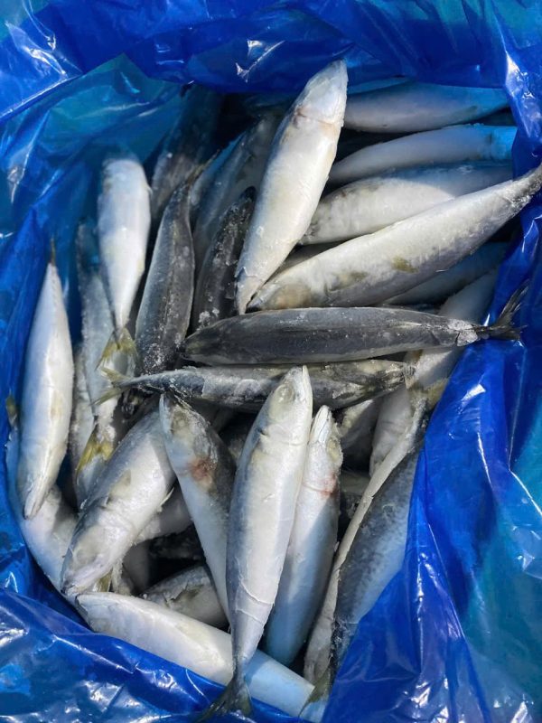 Cá Sapa Nhỏ 60/70 – Kho lạnh sỉ Dĩ An