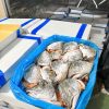 Đầu Cá Hồi 400GR + – hình 3 – Kho lạnh sỉ Dĩ An