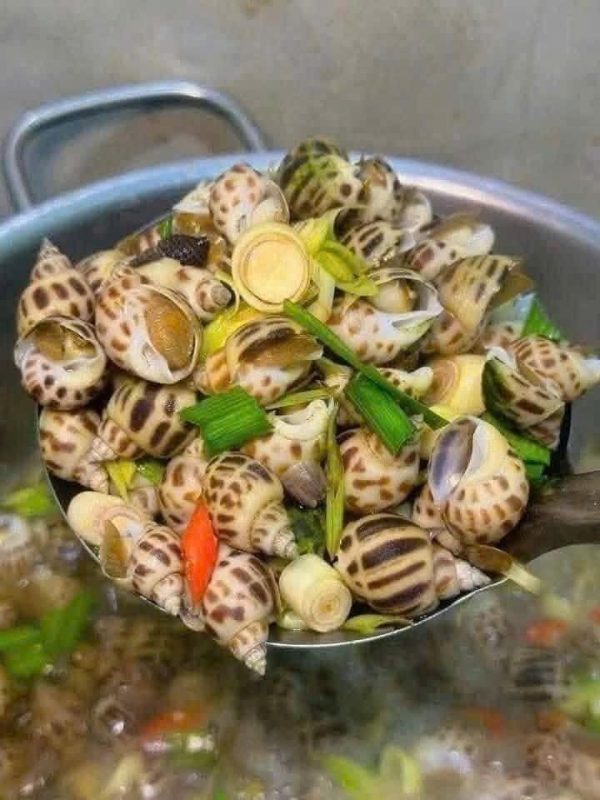 Ốc Hương Size 30/50 – Kho lạnh sỉ Dĩ An