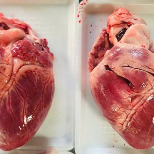 Tim Heo Nguyên Trái – Kho lạnh sỉ Dĩ An