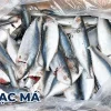 CÁ BẠC MÁ LỚN 6-8CON (10KG) – Kho Lạnh Dĩ An