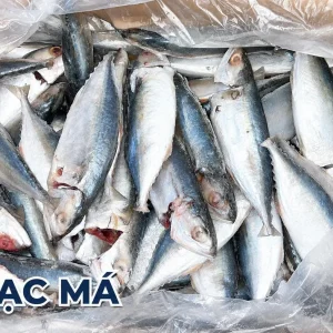 CÁ BẠC MÁ LỚN 6-8CON (10KG)