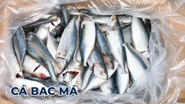 CÁ BẠC MÁ LỚN 6-8CON (10KG) – Kho Lạnh Dĩ An