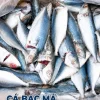 CÁ BẠC MÁ LỚN 6-8CON (10KG) – hình 2 – Kho Lạnh Dĩ An