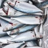 CÁ BẠC MÁ LỚN 6-8CON (10KG) – hình 3 – Kho Lạnh Dĩ An