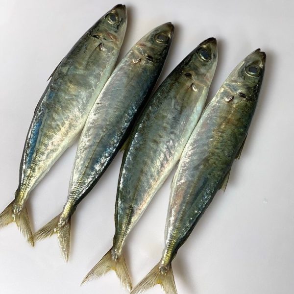 Cá Bạc Má Nhỏ 10-12 Con – Kho Lạnh Dĩ An
