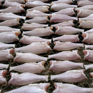 Cá Đù Size Lớn 14-16 – Kho Lạnh Dĩ An