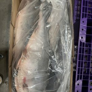 Cá Hồi Chile Nguyên Con 4-5KG – Kho Lạnh Dĩ An