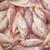 Cá Hường - Đổng Lớn 6-8 Con – Kho Lạnh Dĩ An
