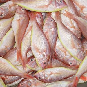 Cá Hường - Đổng Lớn 6-8 Con – Kho Lạnh Dĩ An