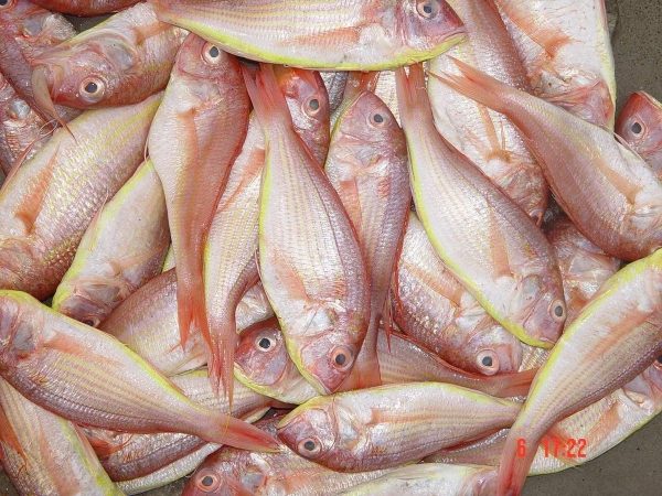 Cá Hường - Đổng Lớn 6-8 Con – Kho Lạnh Dĩ An