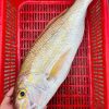 Cá Hường - Đổng Nhỏ 10-12 Con – hình 3 – Kho Lạnh Dĩ An