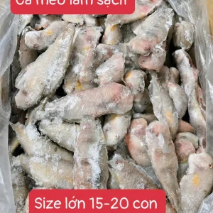 Cá Mèo Lớn – Kho Lạnh Dĩ An