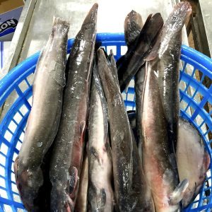 Cá Mèo Nhỏ Ls Vũng Tàu – Kho Lạnh Dĩ An