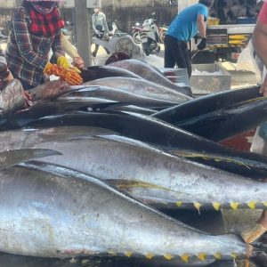 Cá Ngừ Lớn (800gr-1.2kg/con) – Kho Lạnh Dĩ An