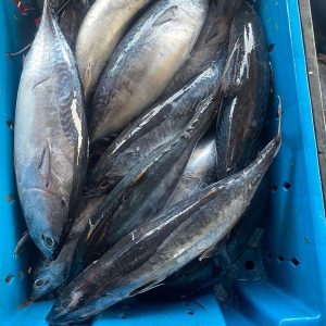 Cá Ngừ Nhỏ Nguyên Con 300/500 – Kho Lạnh Dĩ An
