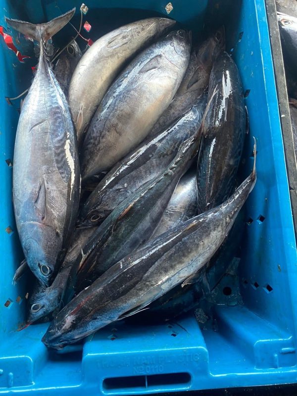 Cá Ngừ Nhỏ Nguyên Con 300/500 – Kho Lạnh Dĩ An