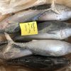 Cá Ngừ Nhỏ Nguyên Con 300/500 – hình 2 – Kho Lạnh Dĩ An