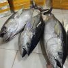 Cá Ngừ Nhỏ Nguyên Con 300/500 – hình 3 – Kho Lạnh Dĩ An