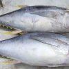 Cá Ngừ Size 1000/1200 – Kho Lạnh Dĩ An