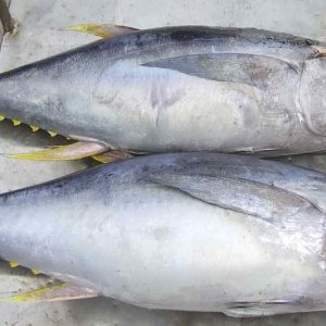 Cá Ngừ Size 1000/1200 – Kho Lạnh Dĩ An