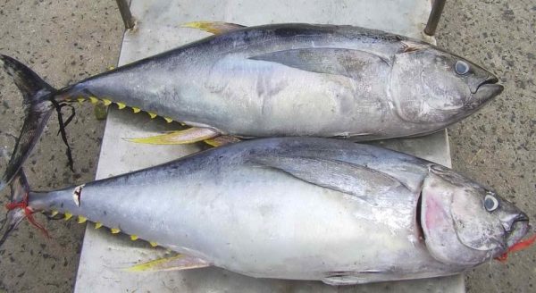 Cá Ngừ Size 1000/1200 – Kho Lạnh Dĩ An