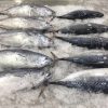 Cá Ngừ Size 1000/1200 – hình 3 – Kho Lạnh Dĩ An