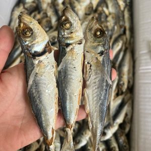 Cá Nục Gai Cắt Đầu Vũng Tàu – Kho Lạnh Dĩ An