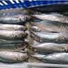 Cá Nục Gai Cắt Đầu Vũng Tàu – hình 3 – Kho Lạnh Dĩ An