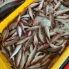 Chả Cá Nha Trang Tươi – hình 5 – Kho Lạnh Dĩ An