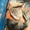 ĐẦU CÁ HỒI ANH - YOUNGS ( THÙNG 10 KG ) 350-500GR – hình 2 – Kho Lạnh Dĩ An