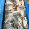 ĐẦU CÁ HỒI ANH - YOUNGS ( THÙNG 10 KG ) 350-500GR – hình 3 – Kho Lạnh Dĩ An
