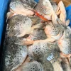 ĐẦU CÁ HỒI ANH - YOUNGS ( THÙNG 10 KG ) 350-500GR – hình 4 – Kho Lạnh Dĩ An