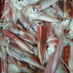 Đầu Mực Ngon Net 5 – Kho Lạnh Dĩ An