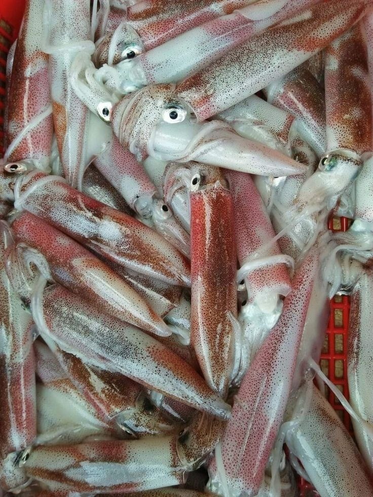 Đầu Mực Ngon Net 5