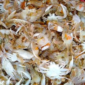Ghẹ Sữa – Kho Lạnh Dĩ An