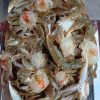 Ghẹ Sữa – hình 2 – Kho Lạnh Dĩ An