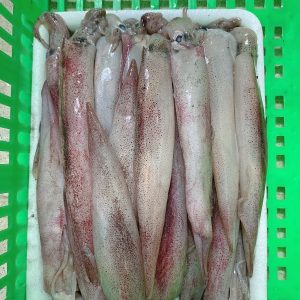 Mực Gim Trứng YN12 – Kho Lạnh Dĩ An
