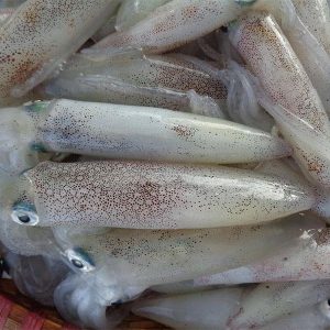 Mực Ống Size nhỏ – Kho Lạnh Dĩ An