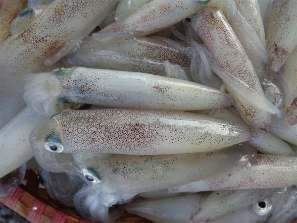 Mực Ống Size nhỏ – Kho Lạnh Dĩ An