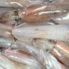 Mực Ống Size nhỏ – hình 2 – Kho Lạnh Dĩ An