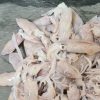 Mực Ống Size nhỏ – hình 4 – Kho Lạnh Dĩ An