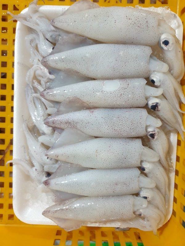 Mực Trứng Thiên Nhiên Net 7 Size 16/22 – Kho Lạnh Dĩ An