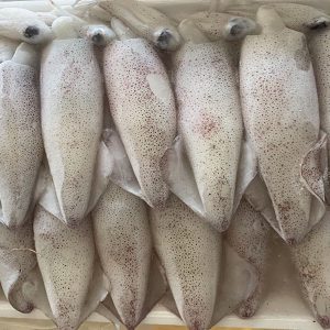 Mực Trứng YN15 – Kho Lạnh Dĩ An