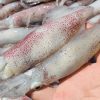 Mực Trứng YN9 – hình 2 – Kho Lạnh Dĩ An