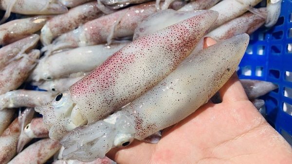 Mực Trứng YN9 – hình 2 – Kho Lạnh Dĩ An