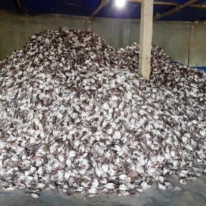 Mực Xà 1 Nắng Nghệ An Net 9 – Kho Lạnh Dĩ An