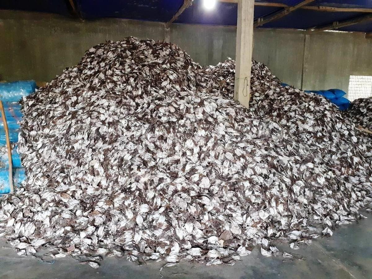 Mực Xà 1 Nắng Nghệ An Net 9