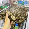 Ốc Bươu Nhồi Thịt Tây Bắc – hình 4 – Kho Lạnh Dĩ An